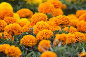 Arka Shubha – New Marigold Variety | UPSC