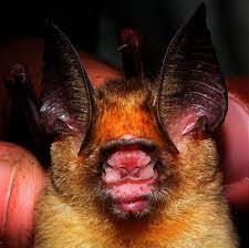 Kolar Leaf Nosed Bat | UPSC | 