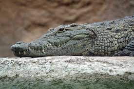 Crocodile UPSC | World Crocodile Day 17 June 