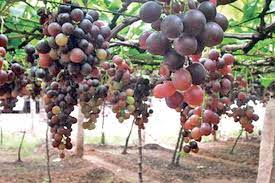 Cumbum Panneer Thratchai Grapes | UPSC 