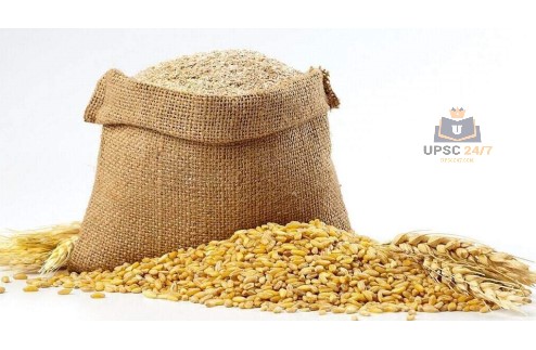 MACS 6478 wheat variety | UPSC 