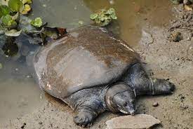 Rare Black Softshell Turtle (Nilssonia nigricans) | UPSC 