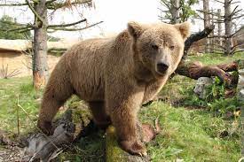 The Himalayan Brown Bear | UPSC | IUCN Status 