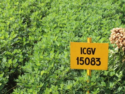 Girnar 4 and Girnar 5 Groundnut Varieties | UPSC