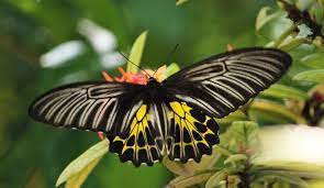 Golden Birdwing : India’s Largest Butterfly | UPSC 
