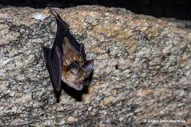 Kolar Leaf Nosed Bat UPSC Species In News
