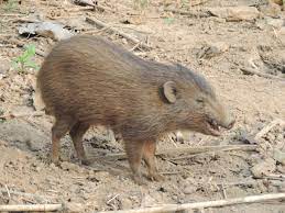 Pygmy Hogs | UPSC | 