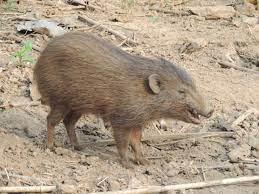 Pygmy Hogs | UPSC |